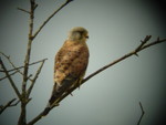 kestrel at Pulborough brooks