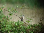 Red Backed Shrike