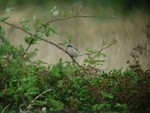 Red Backed Shrike