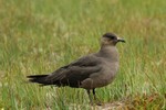 skua
