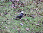 Melanistic Blackbird