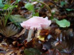 Pink Waxcap - Hygrocybe calyptriformis