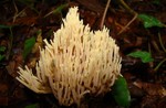 Upright Coral - Ramaria stricta