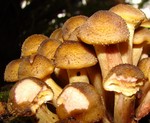 Honey Fungus - Armillaria mellea