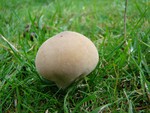 Meadow Puffball - Vascellum pratense