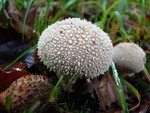 Soft Puffball - Lycoperdon molle