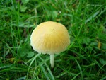 Yellow Fieldcap - Bolbitius vitellinus
