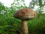 Bay Bolete - Boletus badius