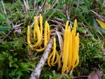 Golden Spindles - Clavulinopsis fusiformis