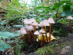 Clustered Bonnet - Mycena inclinata