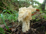 White Saddle - Helvella crispa