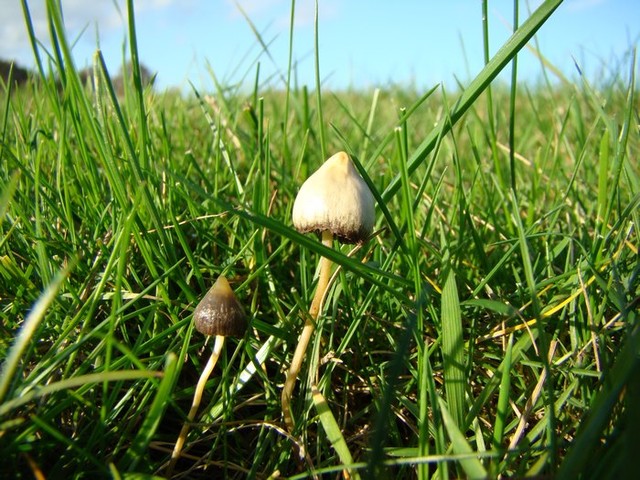 Magic Mushrooms (Psilocybe semilanceata)