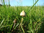Magic Mushrooms (Psilocybe semilanceata)