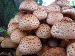 Shaggy Scalycap - Pholiota squarrosa