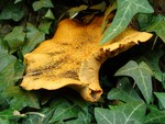 Unidentified so far