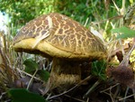 Saffron Bolete - Leccinum crocipodium