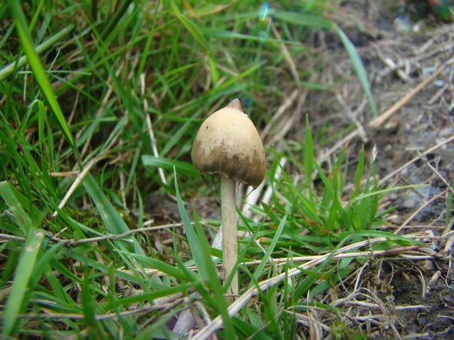 Magic Mushroom (Psilocybe semilanceata)