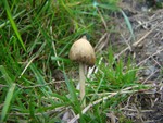 Magic Mushroom (Psilocybe semilanceata)
