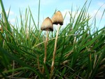 Magic Mushrooms (Psilocybe semilanceata)