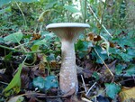 Trooping Funnel - Clitocybe geotropa