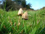 Magic mushrooms - Psilocybe semilanceata
Ashdown Forest