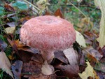 Woolly Milkcap -Lactarius torminosus