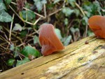 Jelly Ear