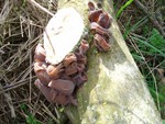 Jelly Ear - Auricularia auricula-judae
