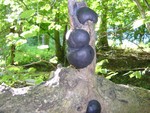 King Alfred's Cakes - Daldinia concentrica