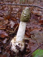 Highlight for Album: Fungi