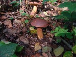 Bay Bolete - Xerocomus badius