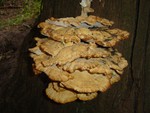 Chicken of the woods - Laetiporus sulphureus