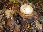 Collared Earthstar - Geastrum triplex