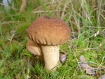 Dusky Puffball - Lycoperdon nigrescens