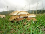 mushroom bunch