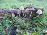 mushroom group. old lodge. november