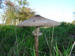 Parasol