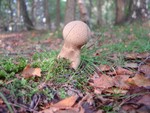 Pestle puffball - Calvatia excipuliformis