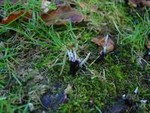 Candlesnuff - Xylaria hypoxylon