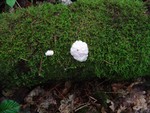 Slime mould
