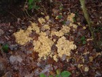 Wood Cauliflower - Sparassis crispa
Owlbeech 30.12.06