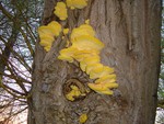 Chicken of the woods - Laetiporus sulphureus