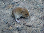 vole. Warnham nature reserve