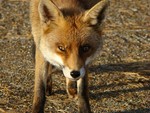 Fox 