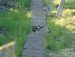Stoats!