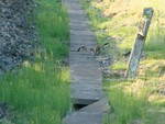 Stoat bums! Near Burpham, June 2011.