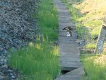 Stoat fight. Near Burpham, June 2011.