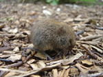Short-tailed vole, nr Birling gap. 14/7/07