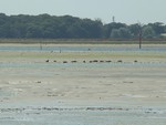 Seals at Thorney island