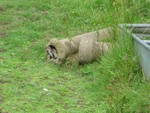 Stoats @ Pulborough brooks 8/6/07